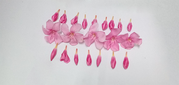 Ganneru / Oleander  flowers